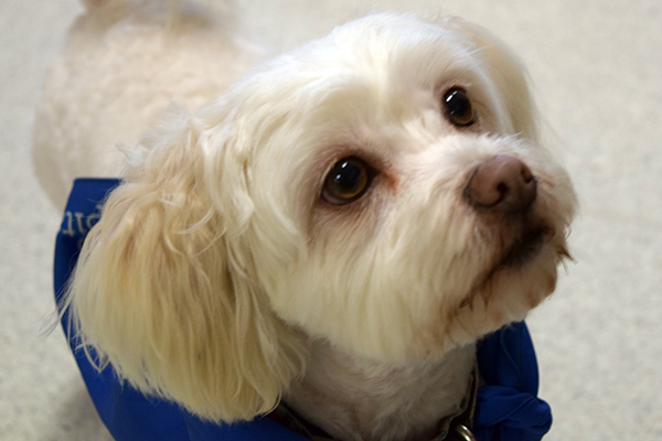 Polpetta (which means 'Meatball' in Italian), is one of the latest additions to the pet therapy team.