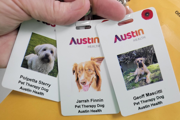 We are proud to introduce official identification cards for our four-footed friends.