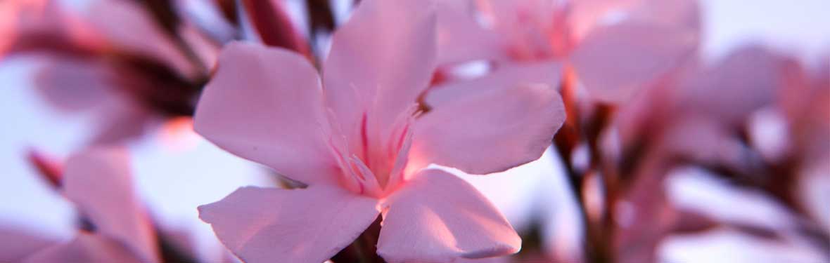 Pink oleander is highly poisonous