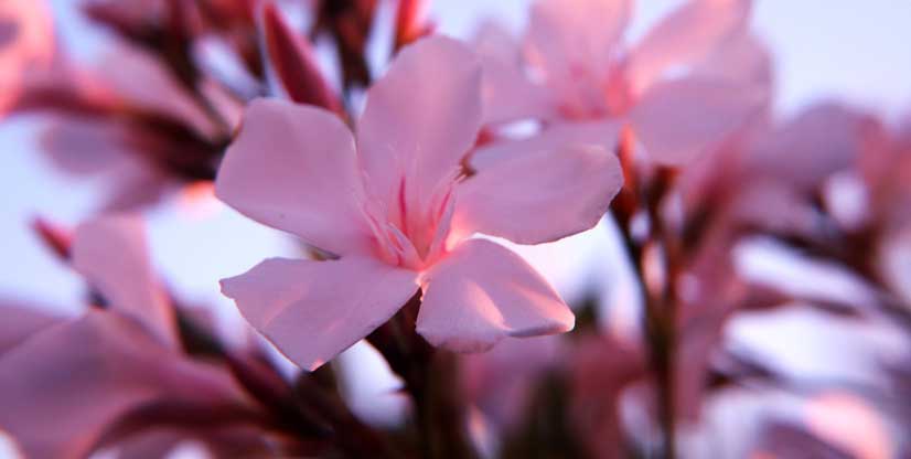 Pink oleander is highly poisonous