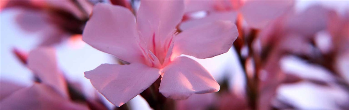Pink oleander is highly poisonous